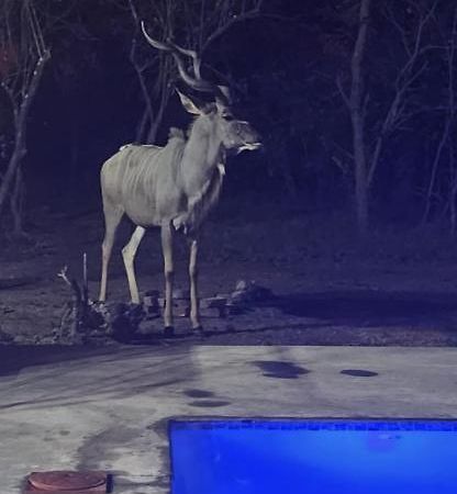 Wild Goose Otel Marloth Park Dış mekan fotoğraf